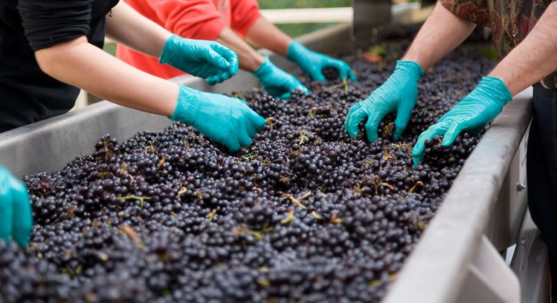 Eight different boutique winemakers make wine at August Cellars’ studio. Photography © Rick Keating.