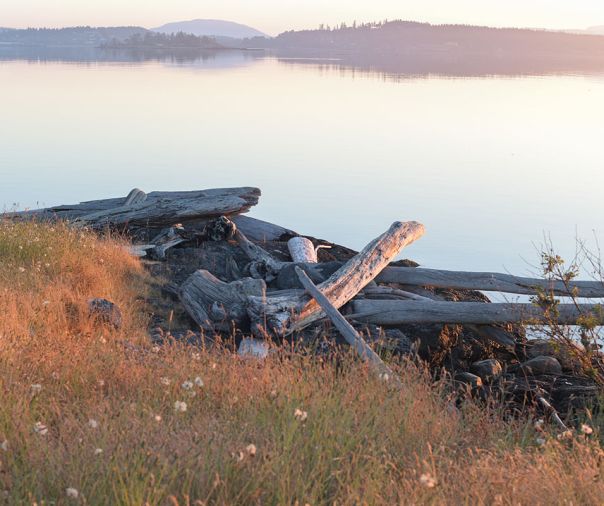 Idaho fescue occurs naturally amidst the driftwood that borders this view down to the water.