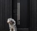 The custom door is designed by SHED and made by Northwest Millwork and Door Co. and guarded by Luigi the sheep dog.