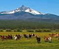 Central Oregon’s hotels, rentals and resorts are just steps from a stroll in a forest of ponderosa pine and juniper or a view of mountains, rivers, lakes, and wildflowers.