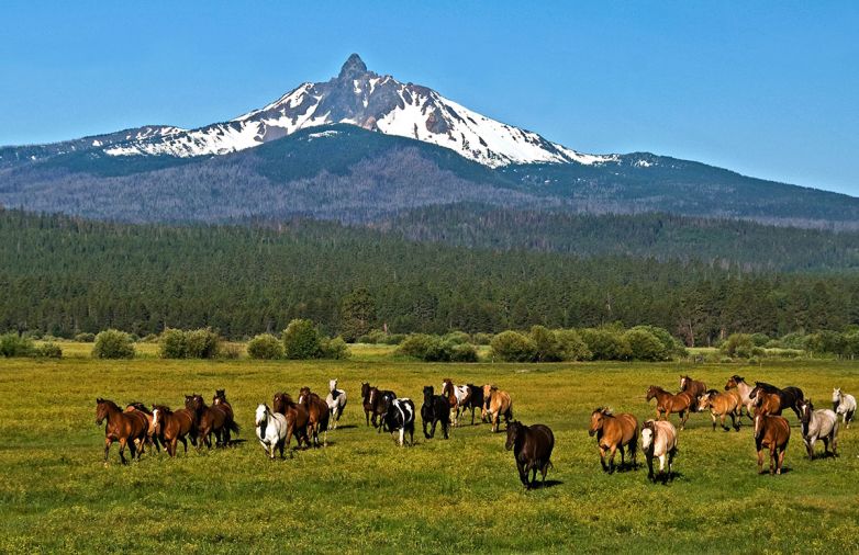 Central Oregon’s hotels, rentals and resorts are just steps from a stroll in a forest of ponderosa pine and juniper or a view of mountains, rivers, lakes, and wildflowers.