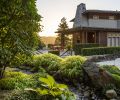 The reconfigured, pared-down driveway’s new plantings include a lush mixture of Himalayan Sweet Box, Rodgersia that grows well in shady spots such as beneath this maple tree, Japanese Forest Grass, Vine Maple and Black Mondo Grass.