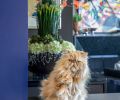 Beloved Persian cat, Ziggy Stardust, enjoys welcoming friends from his granite perch overlooking one of the homeowners&rsquo; colorful flower arrangements and a Lucinda Parker painting from Russo Lee Gallery.