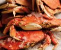 To ensure future harvests, only mature male crabs measuring 6¼” across the shell are harvested; juvenile males and all females are returned to the sea.