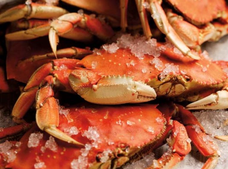 To ensure future harvests, only mature male crabs measuring 6¼” across the shell are harvested; juvenile males and all females are returned to the sea.