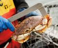 A fishing license is required for shellfish, including crabs and clams.