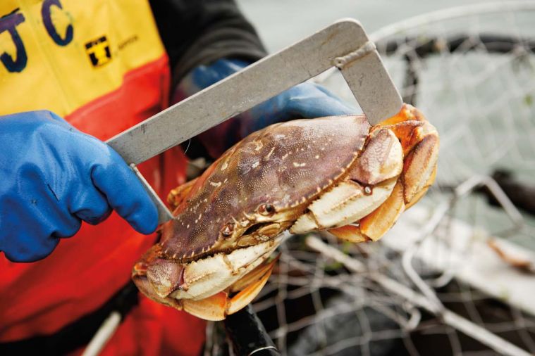 A fishing license is required for shellfish, including crabs and clams.