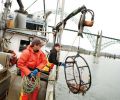 The crew uses a “winch” to pull up the crab pots, which weigh anywhere from 60 to 125 lbs and measure 36” to 48” in diameter. The average boat fishes 300- 500 pots in depths of 5-100 fathoms (30 to 600 feet) of water.