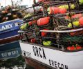 The Dungeness crab fishery continues to make the “green light” category in guides such as the Monterey Bay Aquarium Sea Watch for sustainability initiatives.