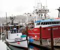 Illustrious crab pots dot the seascape in season, each vessel has a distinctly colored buoy.