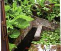 Large leaves and vibrant foliage characterize the tropical nature of the garden.