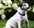 “Snack,” the couple’s fourteen-year-old Jack Russell Terrier, has free run of the gardens. Good thing, because she’s got a lot of energy to burn.