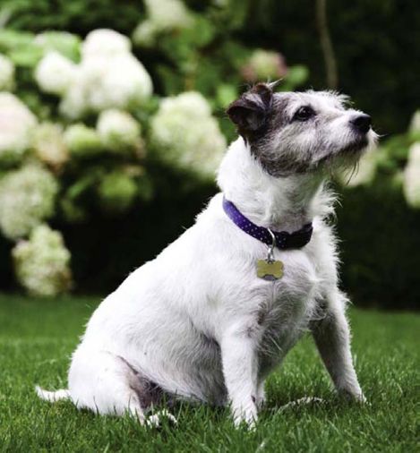 “Snack,” the couple’s fourteen-year-old Jack Russell Terrier, has free run of the gardens. Good thing, because she’s got a lot of energy to burn.