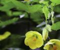 The yellow bells of the malvaceae shrub, also known as Moonchimes, add a splash of tropical color.