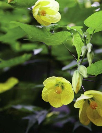 The yellow bells of the malvaceae shrub, also known as Moonchimes, add a splash of tropical color.