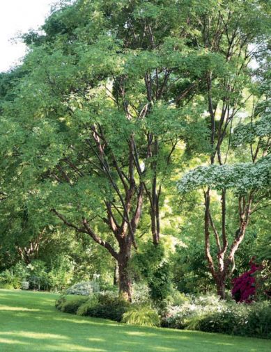 Only rarely can serious gardeners delight in a mature grove of <em>Acer griseum</em>, the paper-bark maple. This slow-growing tree sheds its bark, revealing a smooth, shiny rusty-red surface which glows on cold winter days. The trunks are particularly showy in the snow. The maples are regularly thinned to minimize wind damage and to allow dappled light to reach the garden floor.