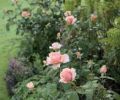 The garden’s gravel edges merge into stone paths leading to planting beds down the east-facing hillside, where long-blooming sun-lovers like Rosa chinensis ‘Mutabilis’ thrive.