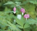 Old-fashioned spring ephemerals like European bleeding heart were already part of the garden when the Bates arrived.