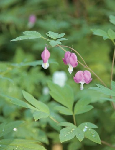 Old-fashioned spring ephemerals like European bleeding heart were already part of the garden when the Bates arrived.