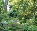 The area known as “the grotto” was installed by Susan to solve a lawn maintenance problem: too much shade and compacted soil. Why force lawn where it doesn’t want to be? The stone path is flanked by shade-loving plants including saxifrage, several hostas, Lenten roses (Helleborus x hybridus), and Susan’s new collection of Arisaema calsoital species.