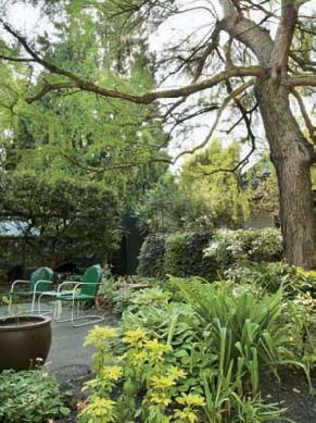 A bald cypress, <em>Taxodium distichum</em>, presides over a seating area outside the southwest corner of the house, a part of the garden Lady Ann McDonald called her “Chilean garden,” where she grew South American plants.