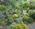 Susan Bates has taken the opportunity to enlarge the too small rock garden, adding choice miniature conifers from local sources. She has also found dwarf rhododendron species that appreciate the morning sun and afternoon shade.