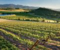 RoxyAnn’s picturesque vineyard, producer of top-scoring Viognier (pictured) made from estate vines.