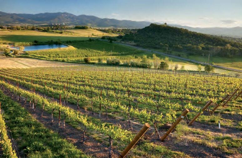 RoxyAnn’s picturesque vineyard, producer of top-scoring Viognier (pictured) made from estate vines.