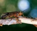 October Caddis, one of the reasons steelhead love surface flies, especially in the fall.