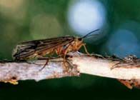 October Caddis, one of the reasons steelhead love surface flies, especially in the fall.