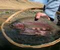 One of the renowned Redsides of the Deschutes, hard fighting, beautiful and a native species of the region.