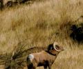 Bighorn sheep, part of a herd in Deschutes River Canyon.