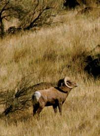 Bighorn sheep, part of a herd in Deschutes River Canyon.