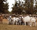 The picturesque property sits in the high desert–although it’s only 20 minutes from Bend, it feels a world away. Every spring, the farm welcomes close to 300 baby goats – curious and playful from the start.