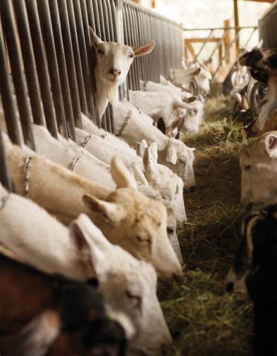 The quality of goat cheese starts with the basis of your milk, explains Kolisch. Because good milk is hard to find, building your own farm and herd is often the best option.