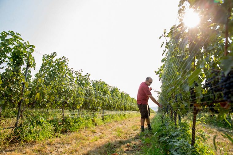 Located in southeastern Washington and straddling the border between Washington and Oregon, the Walla Walla Valley AVA (American Viticultural Area, or wine appellation) was established in 1984.