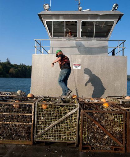 Sunlight on The Zora, an oyster work boat packed with tubs of oysters harvested by hand or pitchfork. As one part of their sustainability plan, Taylor Shellfish builds and maintains their own boats, farming equipment, and a fleet of vehicles. “Because when you are thinking in 50 year cycles, that makes sense,” says Marco Pinchot, Community Relations and Sustainability Manager. Taylor Shellfish Farms was one of the first shellfish farms to be certified by Food Alliance, a non-profit organization that certifies farms, ranches, food processors and distributors for sustainable agriculture and business practices.