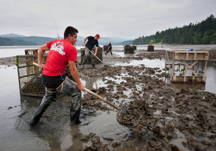 Forking oysters into tubs for harvest, low tide, Oyster Bay. Most oysters are harvested after two to three years of feeding and growing in the bay.