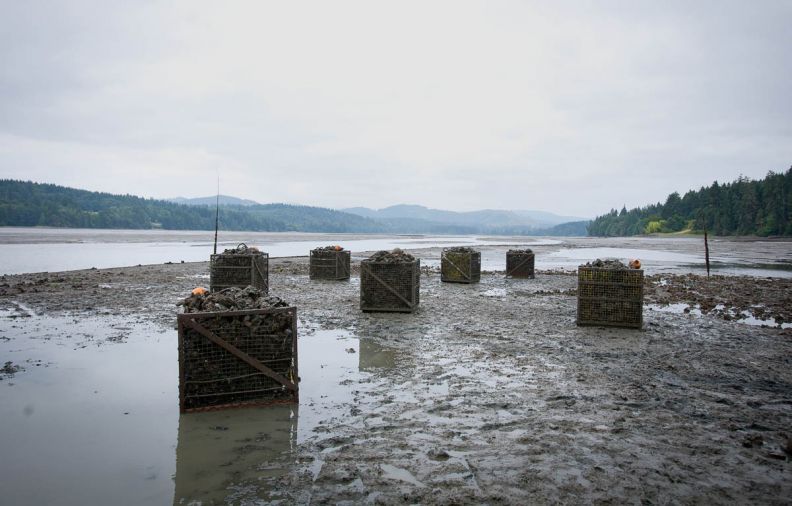 Totten Inlet oyster harvest, where Taylor Shellfish grows their coveted Totten Virginica oysters known for their clean, briny splash and slight mineral finish. Totten Inlet is also where the annual Walrus & Carpenter Picnics are held, a late night winter fete that benefits the Puget Sound Restoration Fund.