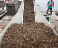 The oyster seed grater at FLUPSY (Floating Upwell System) in Shelton, splitting different sized shells into similar cohorts. The smaller shells fall to the bottom, the larger remain on top.