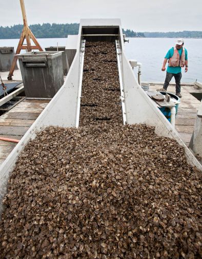 The oyster seed grater at FLUPSY (Floating Upwell System) in Shelton, splitting different sized shells into similar cohorts. The smaller shells fall to the bottom, the larger remain on top.