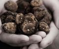 Of the 30 Northwest truffle species, only three are harvested for culinary use - two whites and a black. Czarnecki and Paley are in search of the winter white (Tuber oregonense), which at its peak carries aromas of earth, herbs, garlic and a petroleum-like note.