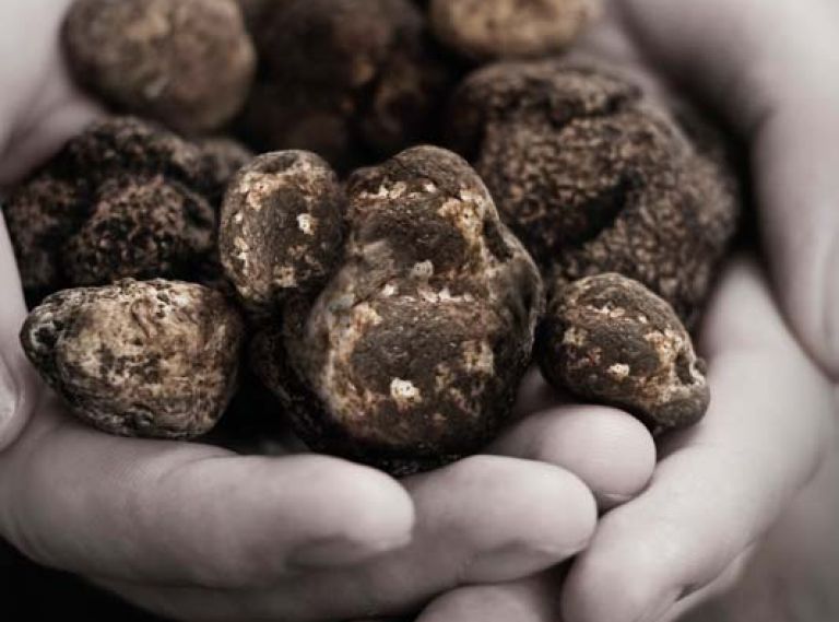 Of the 30 Northwest truffle species, only three are harvested for culinary use - two whites and a black. Czarnecki and Paley are in search of the winter white (Tuber oregonense), which at its peak carries aromas of earth, herbs, garlic and a petroleum-like note.