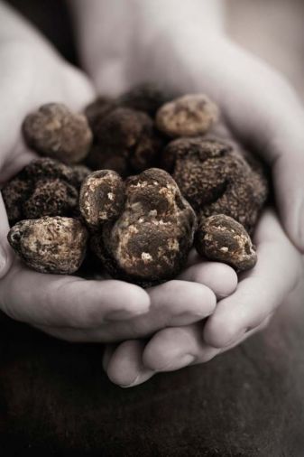Of the 30 Northwest truffle species, only three are harvested for culinary use - two whites and a black. Czarnecki and Paley are in search of the winter white (Tuber oregonense), which at its peak carries aromas of earth, herbs, garlic and a petroleum-like note.