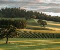 Stoller Family Estate’s vines epitomize the beauty of the appellation.