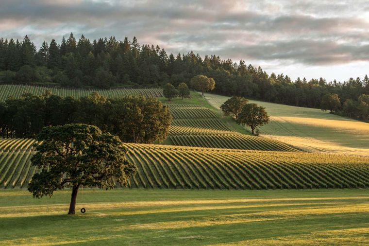 Stoller Family Estate’s vines epitomize the beauty of the appellation.