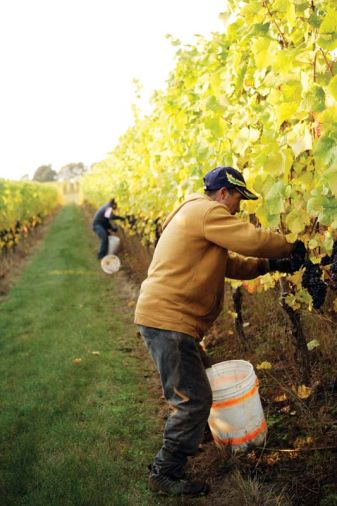 Durant Vineyards, at Red Ridge Farm, epitomize the signature quality of Dundee Hills grapes.