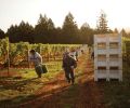 Grapes have been grown at Red Ridge Farms for nearly 40 years. The proprietors have expanded their offerings to include a specialty nursery, olive grove, and lavendar fields. The region s reddish silt, clay and loam soils produce some of the world s most distinct pinot noir wines.