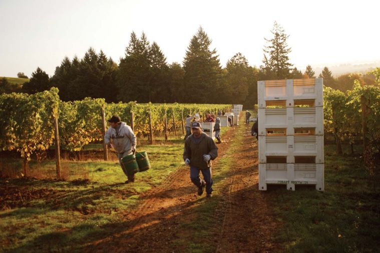 Grapes have been grown at Red Ridge Farms for nearly 40 years. The proprietors have expanded their offerings to include a specialty nursery, olive grove, and lavendar fields. The region's reddish silt, clay and loam soils produce some of the world's most distinct pinot noir wines.
