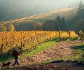 Vineyards in the Dundee Hills produce some of the finest cool-climate vinifera fruit in the country. In the autumn, as vines repose into dormancy, green leaves turn to gold and life generally slows. At Winderlea Vineyards there’s time to walk the vine rows.